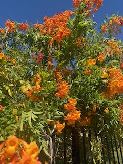 Day 9 – July 4 – Vacaville – Happy 250th!